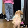 『大好きな妹』をお…