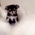 極小の赤ちゃん犬が…