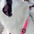 『過去一ヤバいｗ』…