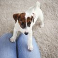 犬が飼い主の足の上…