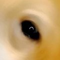 『ギリギリイヌ判定…
