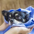犬を清潔に保つコツ…