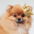 犬の親バカあるある…