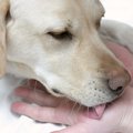 飼い主が勘違いしや…