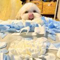 おじいちゃんおばあ…