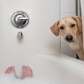 かわいすぎ♡犬が飼い…