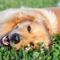 犬にとって『幸せ』…