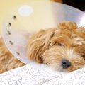 犬が去勢後に元気が…