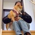 月1に一度の『犬が動…