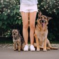 なぜ犬には『しつけ…