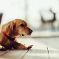 犬とカフェに行くと…