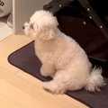 お兄ちゃんが出かけ…