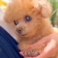 病院にきた小さな犬→…