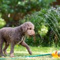 犬の熱中症対策は何…