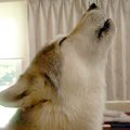 狼犬が『遠吠え』を…