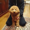 犬を迎えたらすぐに…