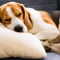 犬に枕は必要？意味…