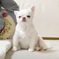 番犬として自宅警備…