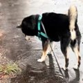 犬と雨の日に散歩に…