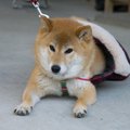 『散歩が嫌いな犬』…