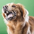 犬が急に怒るように…