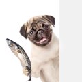 犬の名前がついた魚4選
