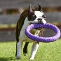 犬との絆が深まる『…