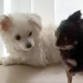 ソファの上でしつこ…