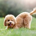 犬はしっぽをブンブ…