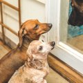 犬が怒っているとき…