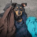 犬が『ホリホリ』す…