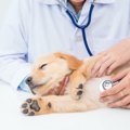 犬が飲み込んだら死…