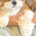 夫に話しかけた結果→…