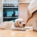 犬がモノを噛んで離…
