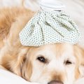 犬用ドリンクは熱中…