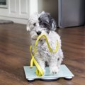 愛犬が太っているか…