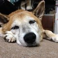 犬の介護を通じて感…