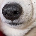 転がっている犬を撮…