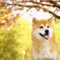 犬にも厄年がある！…