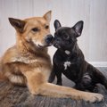犬種グループに関わ…