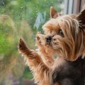 犬の「雷恐怖症」っ…