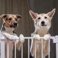 犬と室内で暮らすと…