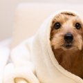 犬が『寒い』と感じ…