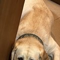 『猫のいる部屋に入…