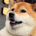 柴犬が『予防接種』…