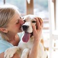 犬が飼い主の手にあ…