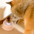 子猫が水を飲もうと…