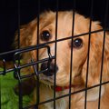犬に「組み合わさっ…