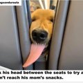 仔犬の初フライトで…