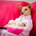 犬がリラックスでき…